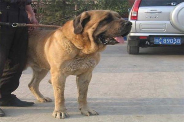 世界上饭量最大的狗狗是什么 为什么马士提夫犬这么能吃（世界上食量最大的狗）