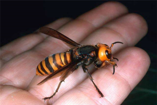世界上最恐怖的大黄蜂 日本大黄蜂（被称之地狱大黄蜂）（世界上最大的大黄蜂）
