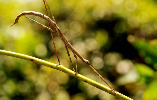 世界上最大的昆虫，中国发现最长竹节虫（62.4厘米）（世界上最长的昆虫竹节虫身长约27）