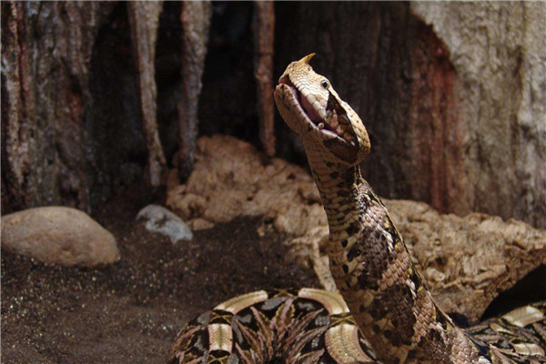 世界上毒牙最长的蛇是什么 加蓬蝰蛇（毒牙长毒液更强）（世界上毒牙最长的蛇是什么蛇）