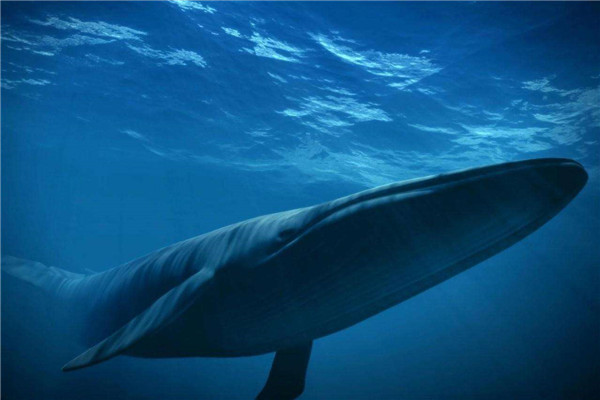 世界上最大吃货是什么 蓝鲸（体型庞大饭量惊人）（世界上最大的吃货）