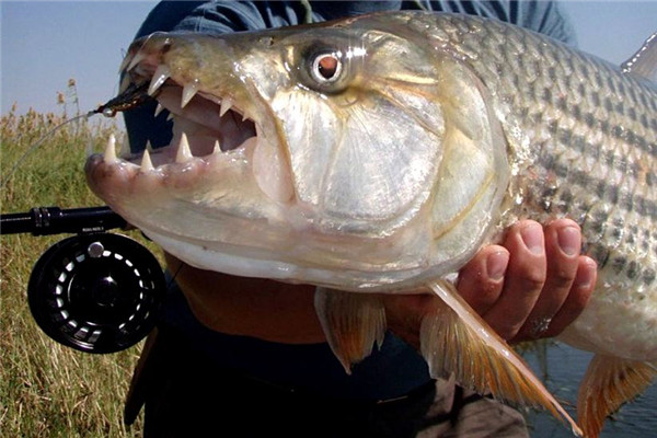 黄金猛鱼是什么样的鱼 这是世界上最凶猛的鱼类之一（黄金猛鱼长什么样）
