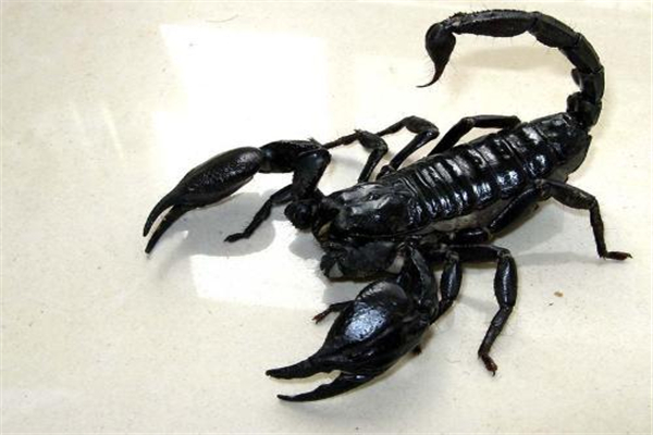 世界上最大的蝎子 帝王蝎子（个头是普通蝎子两倍）（世界上最大的蝎子有多大?）