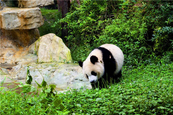世界上最萌动物 熊猫（中国国宝远古时期生物）（世界上最萌动物图片）