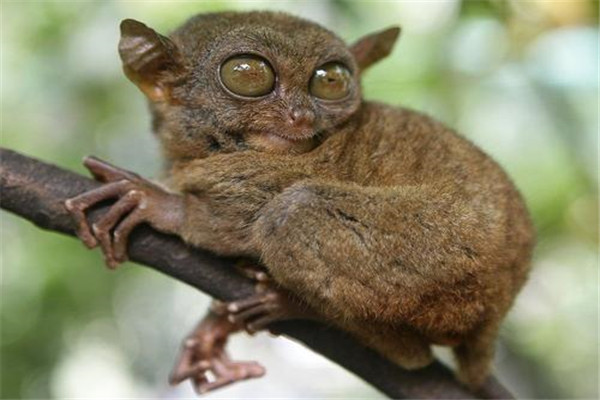 世界上最小的灵长类动物 眼镜猴（身体巴掌大眼睛超大）（世界上最小的灵长类动物之一）