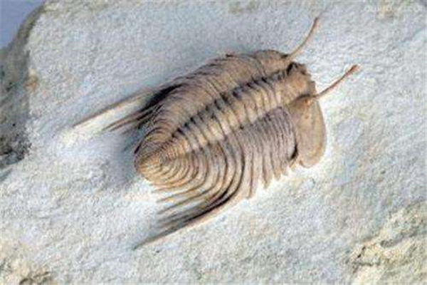世界上最早进化出眼睛的动物 三叶虫的外形是什么样的（第一个进化出眼睛的动物）