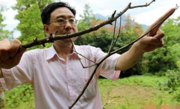 最新世界上最长的昆虫，62.4厘米竹节虫（发现于中国）（世界上最长的昆虫竹节虫身长约27）