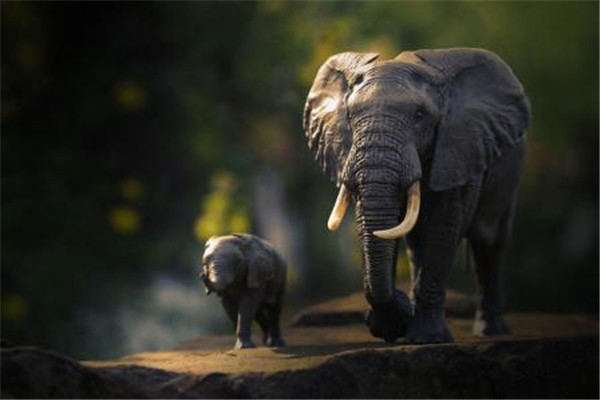 世界上最大的耳朵 非洲象的巨大耳朵是怎么来的（世界上最大的耳朵是什么动物）