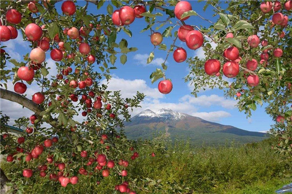 世界上最贵的苹果 青森苹果（价格228一个不断上涨）（世界上最贵的苹果多少钱一个）