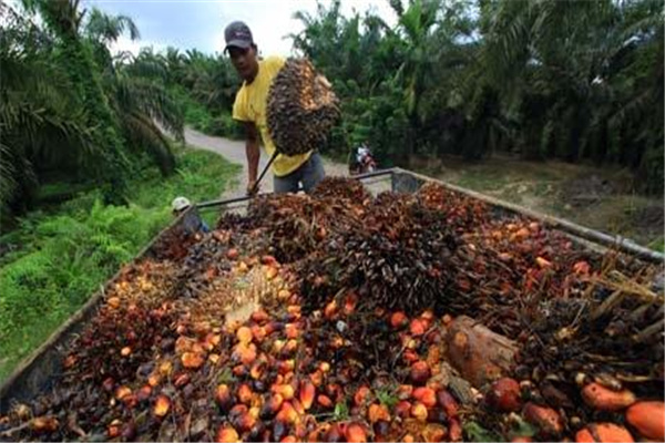 世界上最大的棕榈油生产国：马来西亚（产量巨大）（世界上最大的棕榈油生产国是马来西亚吗）