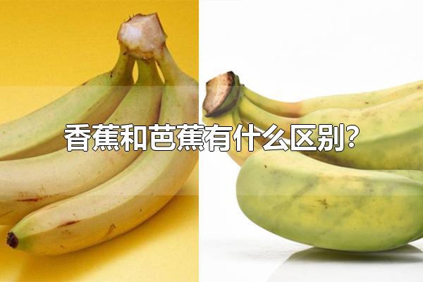 香蕉和芭蕉有什么区别？ 香蕉和芭蕉哪个贵（香蕉和芭蕉有什么区别图片）