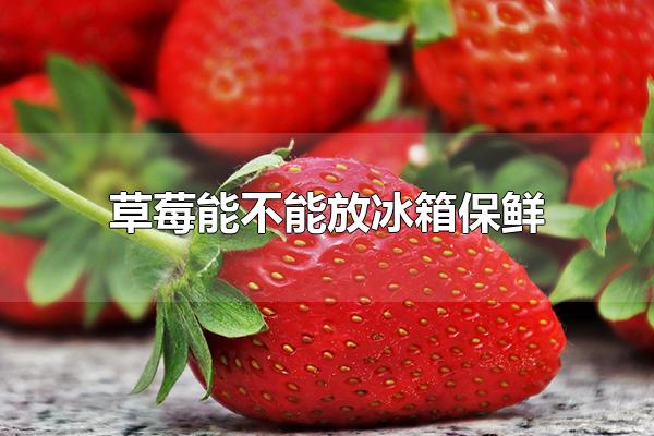 草莓能不能放冰箱保鲜 草莓可以放冰箱保鲜（草莓可以放冰箱里保鲜吗）
