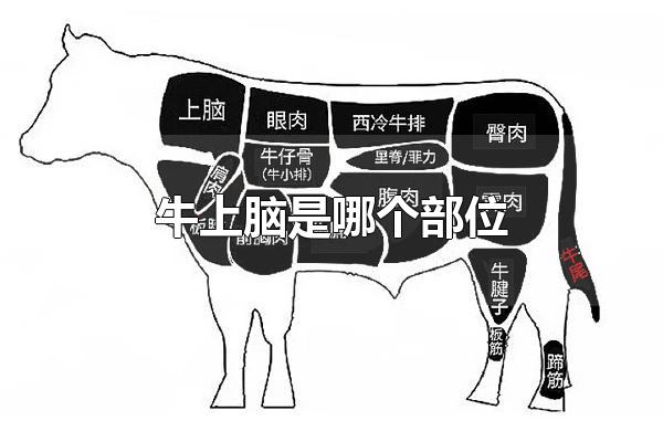 牛上脑是哪个部位 牛上脑是牛后颈部位的肉（牛上脑是哪个部位蚂蚁）