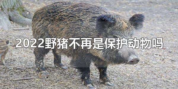 2022野猪不再是保护动物吗 野猪是二级保护动物（2021年野生动物保护名录野猪）