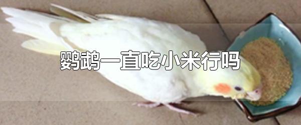 鹦鹉一直吃小米行吗 鹦鹉的食物是多样化的