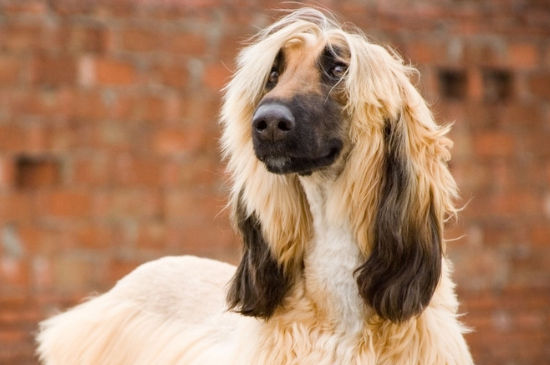 世界十大最笨的狗排行：京巴上榜，第一是阿富汗猎犬（世界十大笨犬排名）
