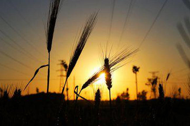 世界各国的小麦产量排行榜，中国稳居第一（中国小麦产量占世界比重）