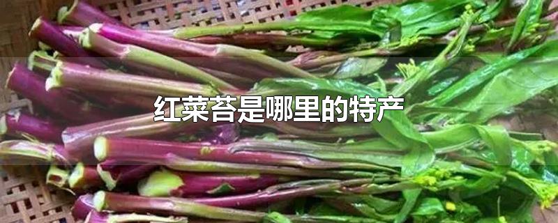 红菜苔是哪里的特产