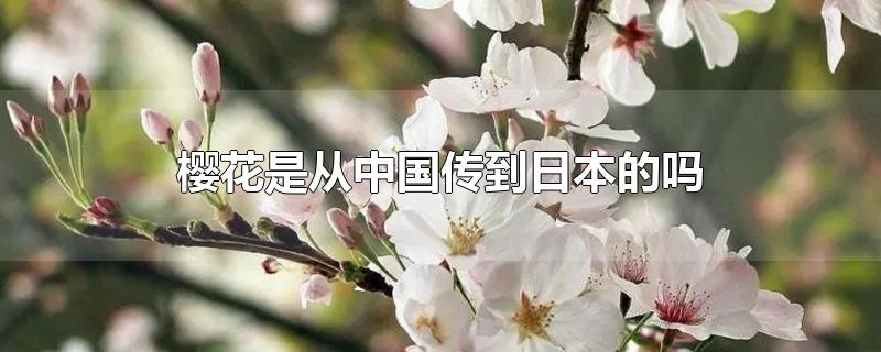 樱花是从中国传到日本的吗（樱花是什么时候传到日本的）