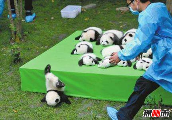 全世界只有中国有大熊猫吗？原因是什么呢？（中国有世界上没有的大熊猫）