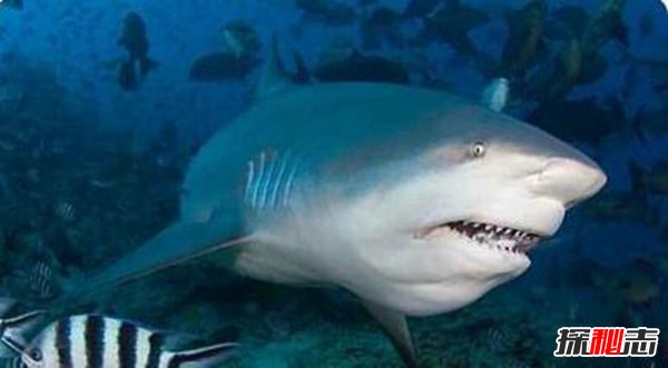 世界十大最恐怖鲨鱼 大白鲨仅第3第1凶猛无比（世界最恐怖的鲨鱼）