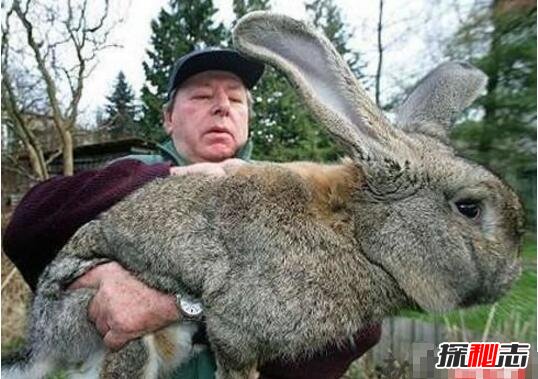 世界上最大的兔子，大流士兔子体长1.2米重达45斤（世界上体型最小的兔子）