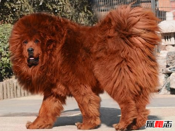 世界上10大最贵的宠物 阿拉伯马上榜,藏獒高达150万美元