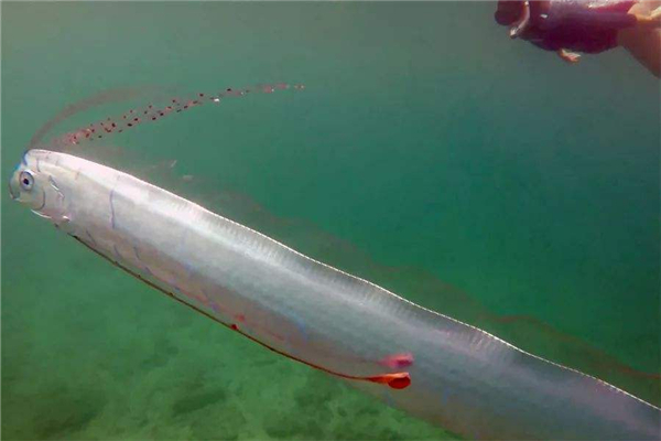 世界上最大的皇带鱼 整体长度可达15.2米长（让人害怕）（世界上最大的皇带鱼视频）