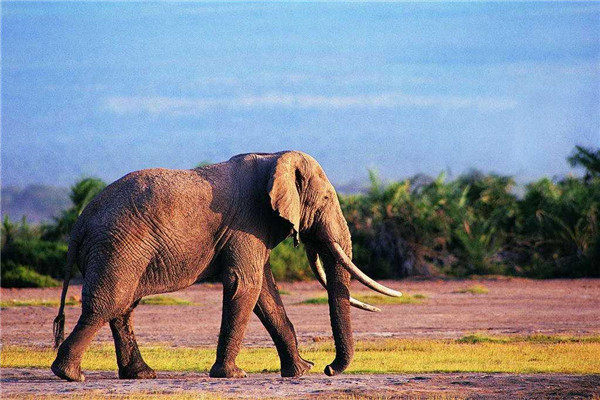世界上最大的非洲公象有多重 非洲安哥拉象（重达13吨）（成年非洲公象有多重）