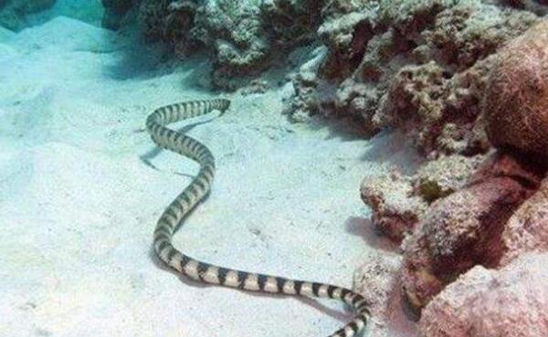 世界上最毒的生物，贝尔彻海蛇是最毒蛇（夹竹桃是最毒植物）（世界上最毒的蛇是贝尔彻海蛇,可长达）
