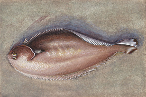 世界上眼睛最奇特的鱼是什么 比目鱼（两只眼睛长在同侧）（世界上有三只眼睛的鱼吗）