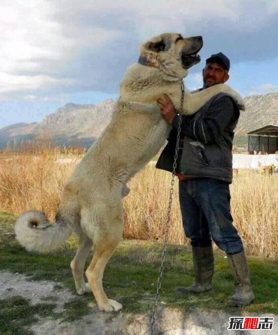 世界上最大的狗排名，土耳其坎高犬堪比小马能骑乘（土耳其最大的狗是什么）