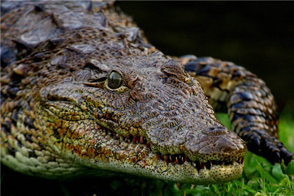 世界上最厉害的动物是什么 尼罗河鳄鱼（可以轻松撕碎人体）（世界上最厉害的动物是什么是哪个动物）