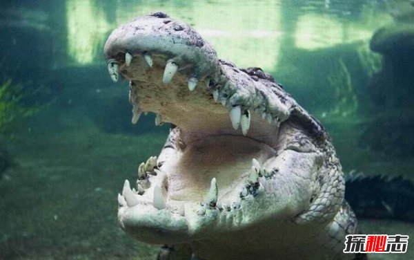 世界最大的鳄鱼,湾鳄一口可咬碎野牛骨头（咬合力4200磅）（一米长的鳄鱼咬合力多大）