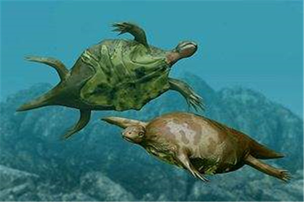 世界上最老的海龟是什么 出现于白垩纪时代的半甲齿龟（世界上最长寿的海龟）