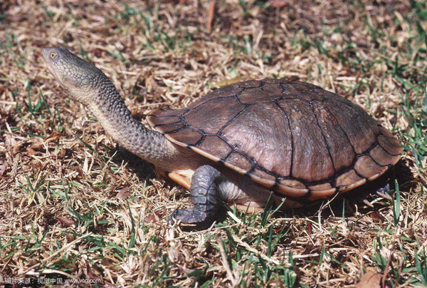 世界上脖子最长的乌龟 最长可达50厘米脖子和背甲一样长（脖子特别长的乌龟）