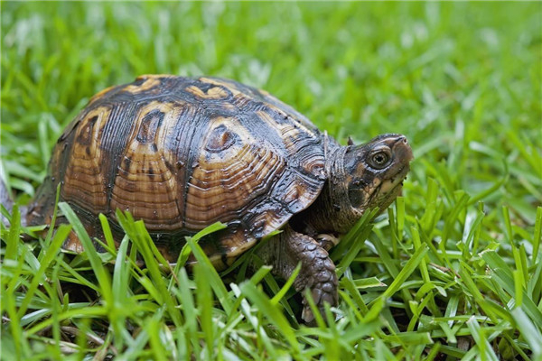 世界上跑得最快的乌龟是什么 南非豹纹陆龟最快的速度能有多少（世界上跑得最快的乌龟有多快）