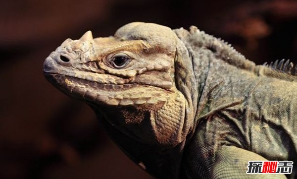 世界上十大最凶猛的蜥蜴 澳洲魔蜥排第五,第二伪装高手（世界上最大的蜥蜴排名）