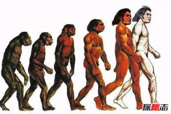 全世界最早的人类，南方古人猿人类光辉历史的转折点（人类发展的四个阶段）