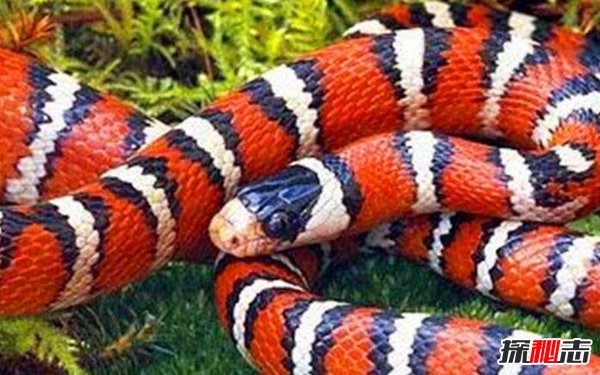 世界最美的蛇 魔鬼蛇红黑黄相间毒性极强（世界上十大最美蛇）