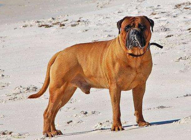 世界上最大的狗体重二百多斤 相当于2个成年人的重量（世界体重最重的狗）