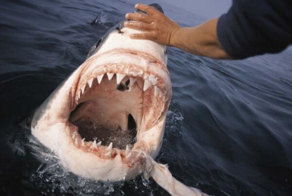 世界上牙齿最硬的动物，鲨鱼（咬食压力达18吨/10年换2万牙齿）（巨齿鲨是人类的咬合力的多少）