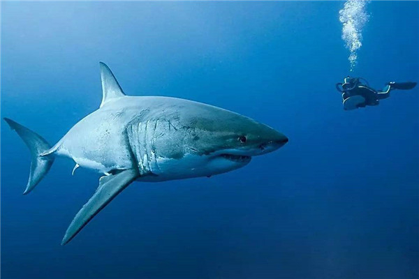 世界上三大可怕的鲨鱼 大白鲨是最恐怖的鲨鱼（世界上最大最可怕的鲨鱼是什么）